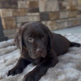 Male puppy - Chocolate male Labrador Retriever puppy in Chapel Hill, Tennessee from Pure Heaven Labs