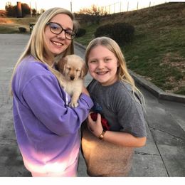 Goldendoodle, Labradoodle, and Aussiedoodle Puppies from West Doodles and Retrievers