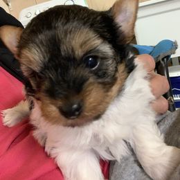 Boy 1 1100 - Parti male Yorkshire Terrier puppy in Douglas, Georgia from Southern Georgia Yorkies and biewers