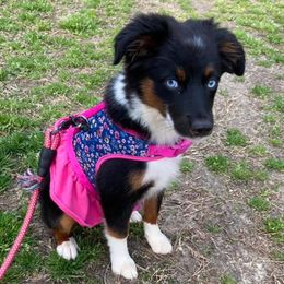 Aussiedoodles and Miniature Australian Shepherds from Dayspring Doodles NC