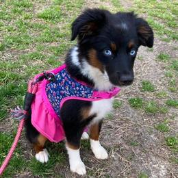 Aussiedoodles and Miniature Australian Shepherds from Dayspring Doodles NC