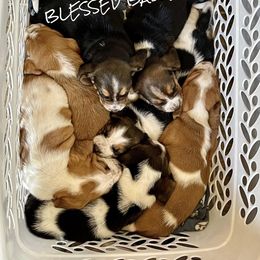Basset Hound Puppies from Blessed Bassets