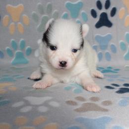Speckle - White female Pomsky puppy in Clarkston, Utah from Red Rock Ranch Breeders