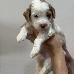 Goldendoodle Puppies from Kerri's Goldendoodles