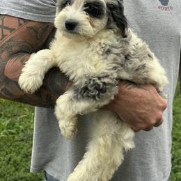Nova - Blue merle female Assorted Doodle Crosses puppy in Moulton, Iowa from Shondel Puppy Paws