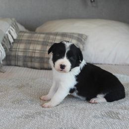 Daisy - Black and white female Border Collie puppy in Hesperus, Colorado from I&A Border Collies
