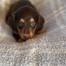 Lydia - Chocolate and cream female Dachshund puppy in Call, Texas from Dachshund D’Amore