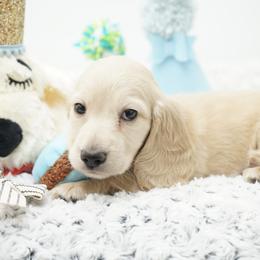 Flynn Rider - Cream male Dachshund puppy in Big Rapids, Michigan from 30 Acre Woods Dachshunds