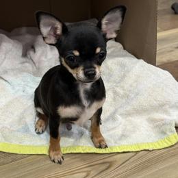 Chihuahua Puppies from McQueen’s Chi”s
