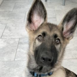 Marlowe - Black Collar - Sable German Shepherd puppy in Crockett, Texas from Classic German Shepherds