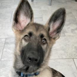 Marlowe - Black Collar - Sable German Shepherd puppy in Crockett, Texas from Classic German Shepherds