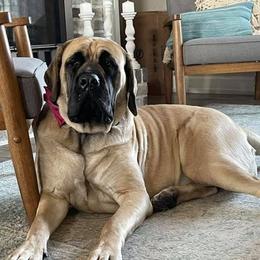 Mastiff All Grown Up from Clearbrook Mastiffs