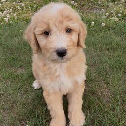 Grumpy - Cream male Aussiedoodle puppy in Denton, Maryland from Royal Conron Doodles