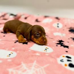 AKC Mickey - Chocolate and tan male Dachshund puppy in Laveen, Arizona from Acosta Kennel