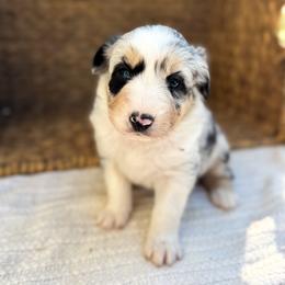 Truvvy - Blue merle female Australian Shepherd puppy in Unionville, Iowa from Soap Creek Kennels