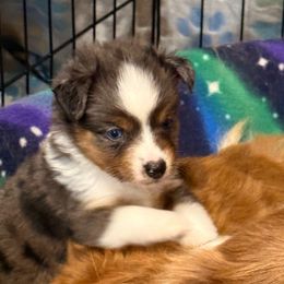 Gravy - Blue merle male Miniature Australian Shepherd puppy in Buchanan, Georgia from Stanleyville Farm Mini Aussies