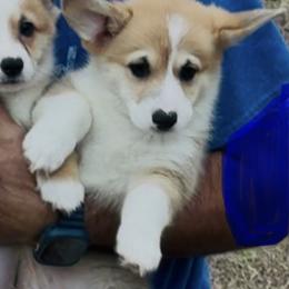 AKC Green - Fawn male Pembroke Welsh Corgi puppy in Summerfield, Florida from Promise Land Farm