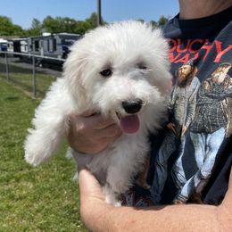 Bichon Frise All Grown Up from BichonSTL