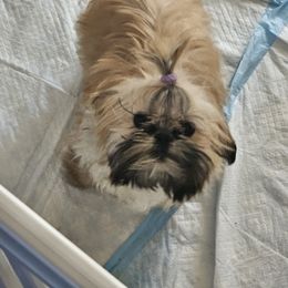 Boujie - Shih Tzu