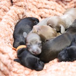 Dachshund Puppies from Miniature Alphas Dachshunds