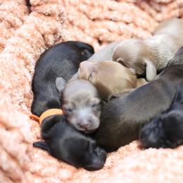 Dachshund Puppies from Miniature Alphas Dachshunds