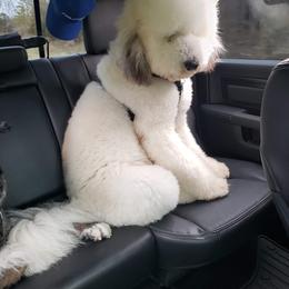 Reese - Labradoodle
