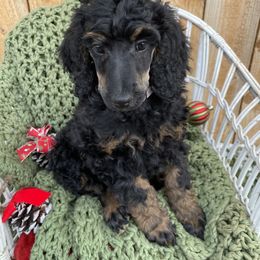 Poodle Puppies from Wilks Pups