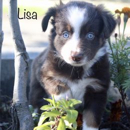 Miniature Australian Shepherd Puppies from Lavish Luxuries Mini and Toy Australian Shepherds