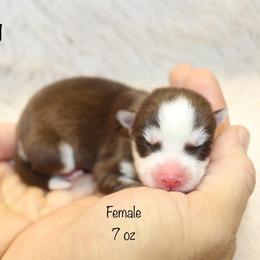 Honey - Chocolate female Pomsky puppy in Denham Springs, Louisiana from Bayouland Pomskies