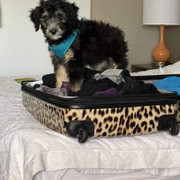 "Nuka (Walker from the Yellowstone litter)" Bordoodle Puppies from Brisby Bordoodles