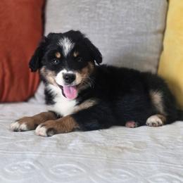 Whitman - Black tri male Miniature Australian Shepherd puppy in Killen, Alabama from Wilkers Wholehearted Mini Aussies