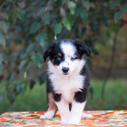 Poppy - Black tri female Miniature American Shepherd puppy in Chocowinity, North Carolina from Foxtail Hollow