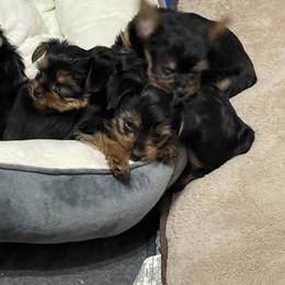 Yorkshire Terrier Puppies from Tomasa's Yorkies