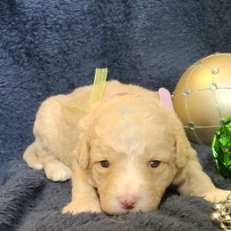 Jade - Apricot female Labradoodle puppy in Fostoria, Michigan from North Country Kennel Club