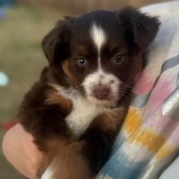 Hershey - Red tri female Toy Australian Shepherd puppy in Caddo Mills, Texas from R & W Aussies