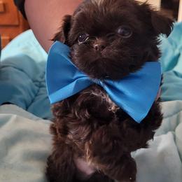 BaBoo - Sable male Shih Tzu puppy in Newport, Arkansas from Gina's Lil Zues and Yorkies Kennel