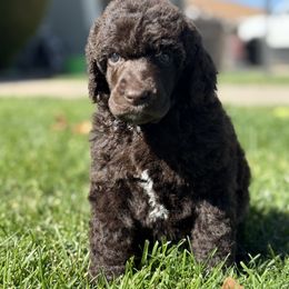Judo - Red Collar - Brown male Poodle puppy in Hesperia, California from HD Poodles