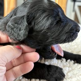 Lucy - Black phantom female Aussiedoodle puppy in Bridge City, Texas from My Amis AussieDoodles