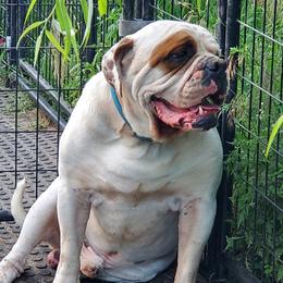 Monster - Alapaha Blue Blood Bulldog