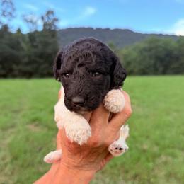 Ivy - Parti female Goldendoodle puppy in Jasper, Georgia from Harrington Doodles & Poodles