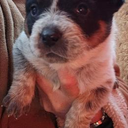 1st choice female - Blue female Australian Cattle Dog puppy in Dalton, Pennsylvania from Whiteduck Mountain Kennel AKC Australian Cattle Dogs and AKC Fox Red Labrador Retrievers