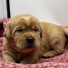 Blue - Yellow male Labrador Retriever puppy in New Oxford, Pennsylvania from Precious Mountain View Labrador