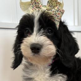 Cavalier King Charles Spaniels, Cavapoos, and Cocker Spaniels from Shelli Ryan
