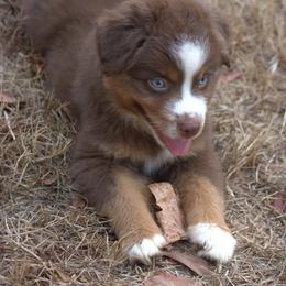 Miniature Australian Shepherd Puppies from MAC's Cirkles 8 Aussies
