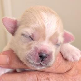 Hailey - Cream female Lhasa Apso puppy in Fort Worth, Texas from Cynthia's Lhasa Apsos