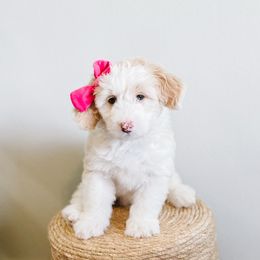 Peanut MM - Fawn and white female Sheepadoodle puppy in Republic, Missouri from DOOD & Co