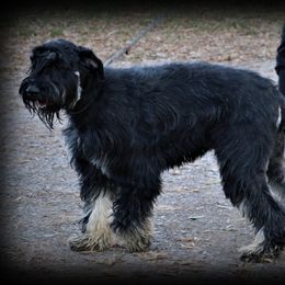 Australian Shepherds and Giant Schnauzers from Northern Lights Working Dogs