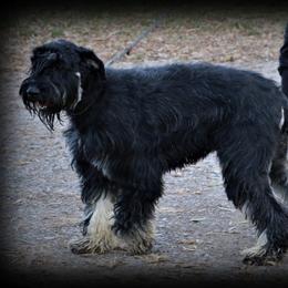 Australian Shepherds and Giant Schnauzers from Northern Lights Working Dogs