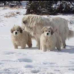 Great Pyrenees Puppies from Prospect Pyrenees