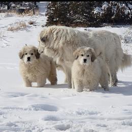 Great Pyrenees Puppies from Prospect Pyrenees